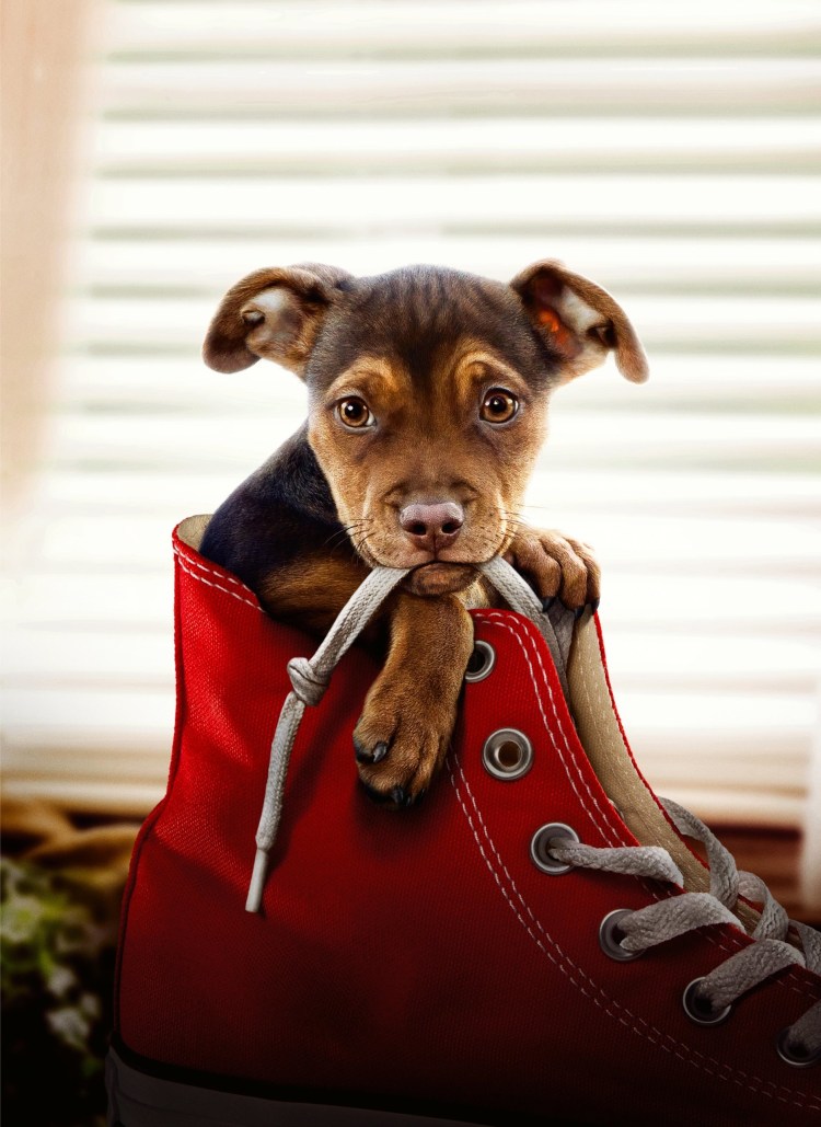 Фильм путь домой 2018 про собаку