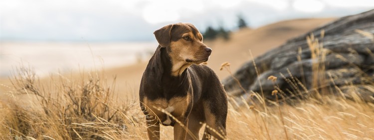 Брюс Кэмерон путь домой фильм