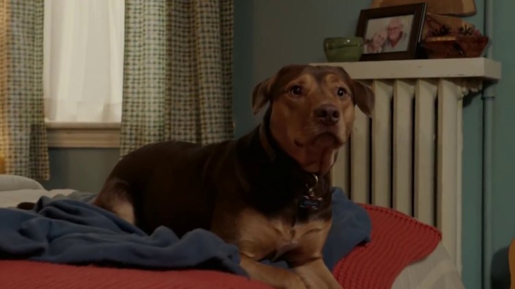 Путь домой фильм 2019 Пума