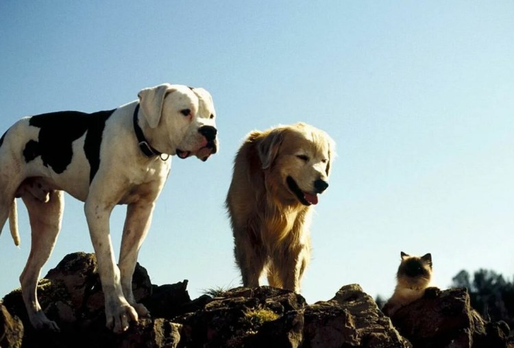 Путь домой фильм 2019 Лукас