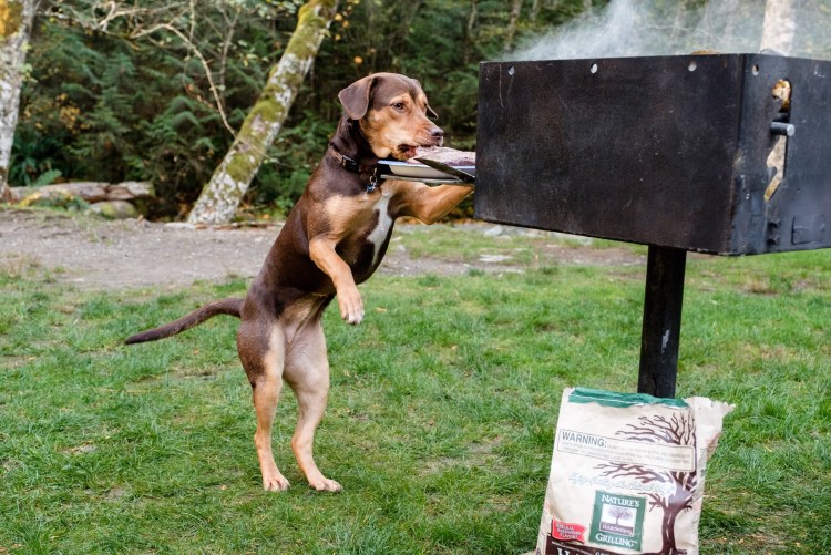 Путь домой (a Dog's way Home) 2019