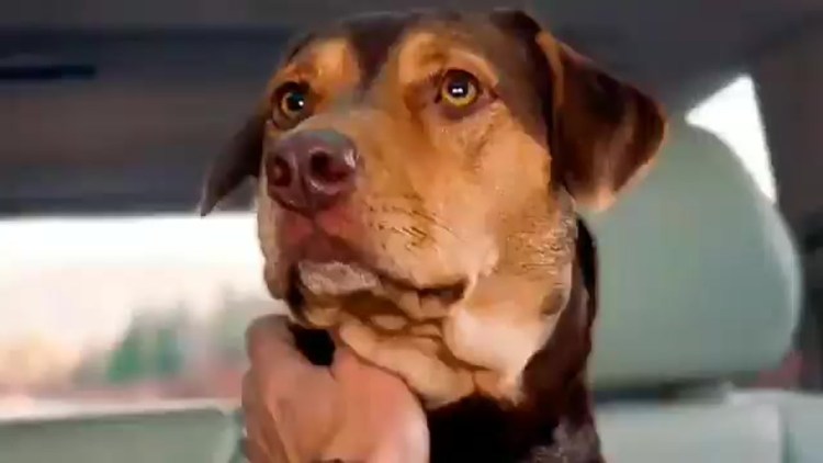 Фильм путь домой Белла