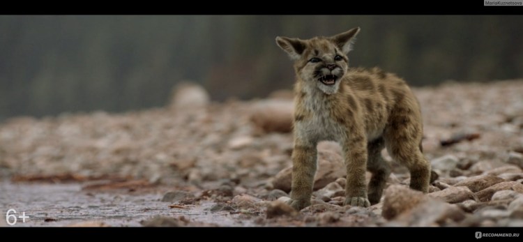 Путь домой фильм 2019 Пума