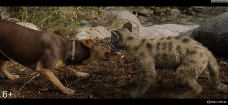 Дорога домой фильм 1993