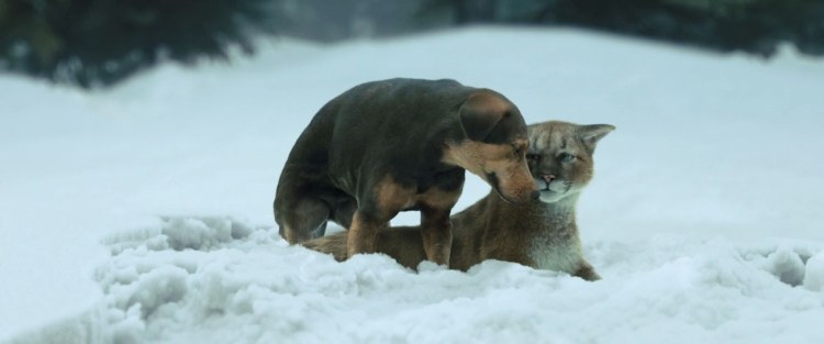 Путь домой Белла