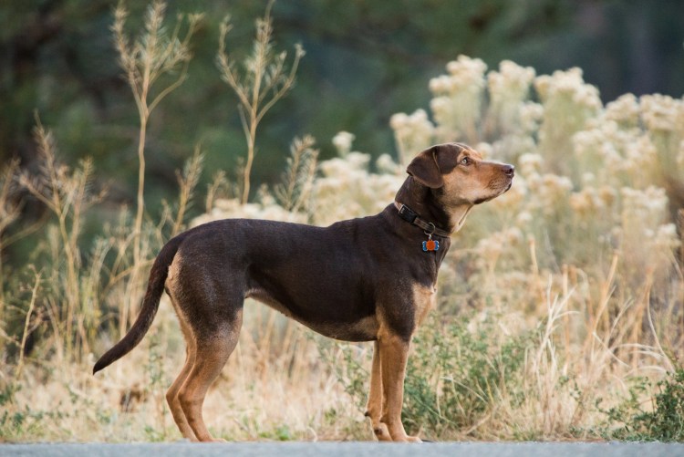 Путь домой фильм порода собаки
