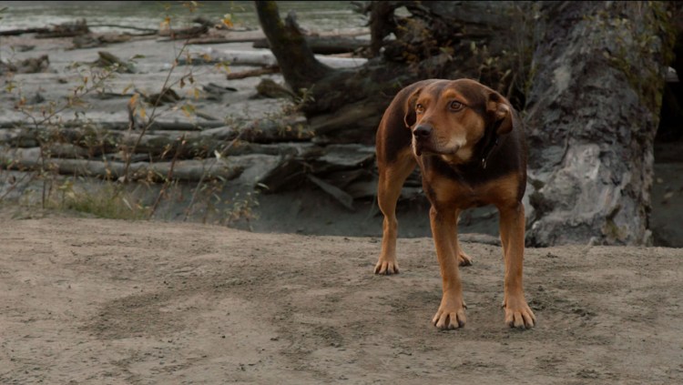 Дорога домой невероятное путешествие 1993