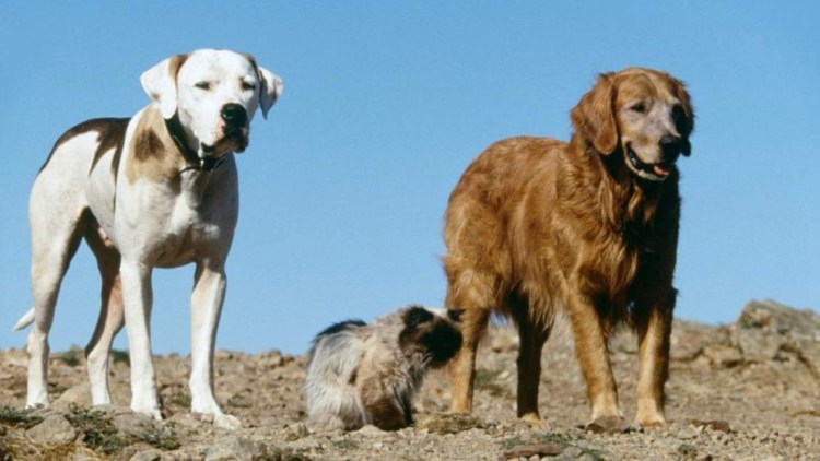 Собака Белла из фильма путь домой