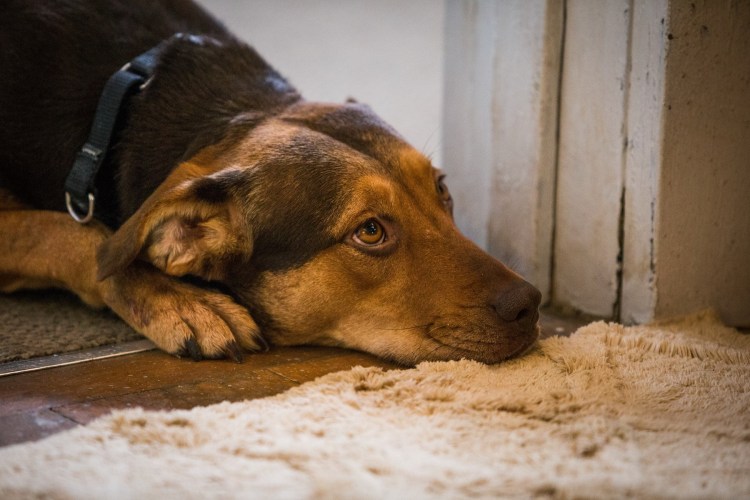 Путь домой фильм 2019