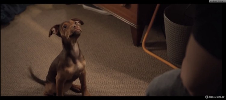 Дорога домой фильм 1993