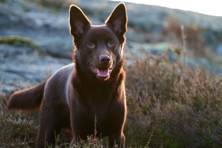 Австралийский келпи