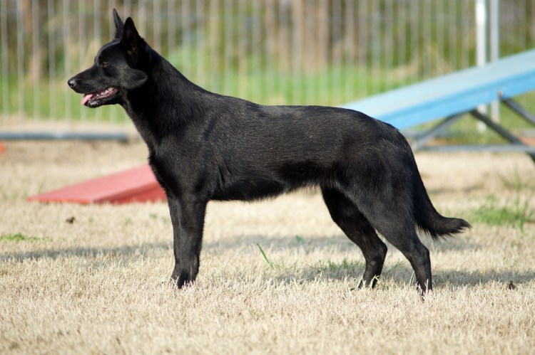 Австралийский келпи