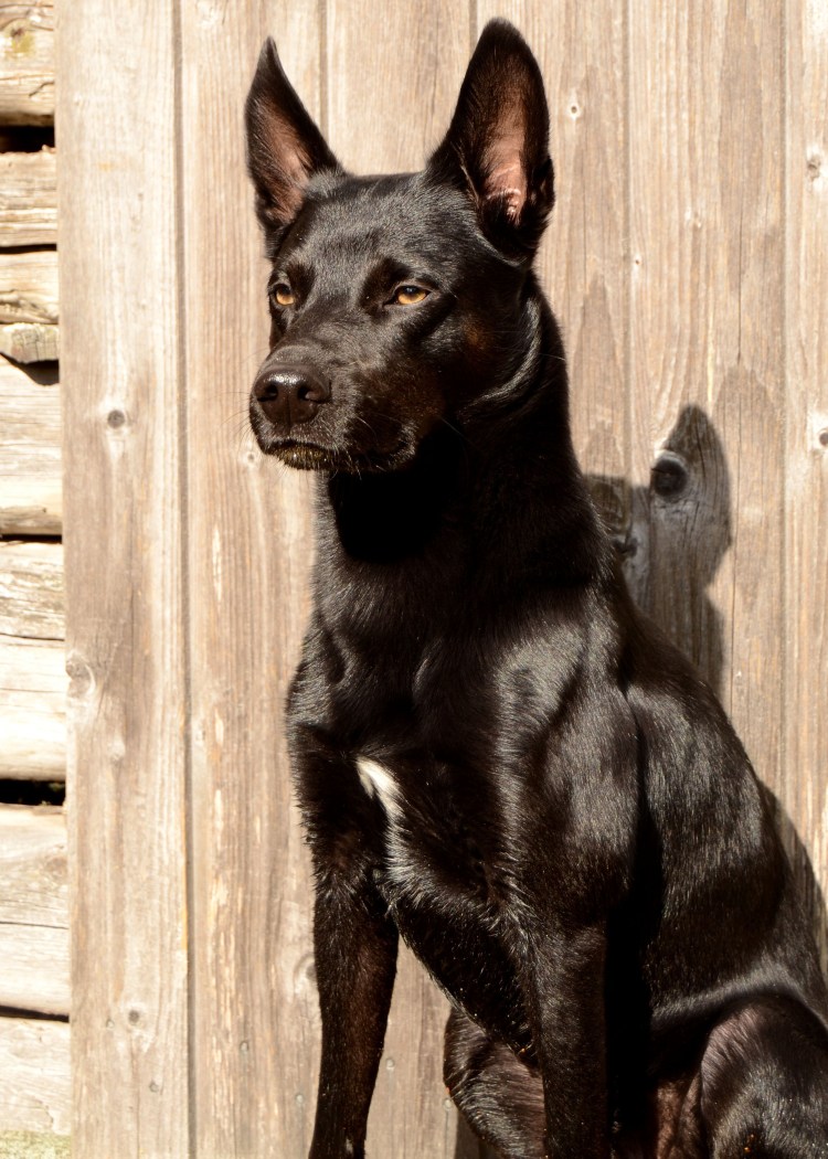 Австралийская пастушья келпи