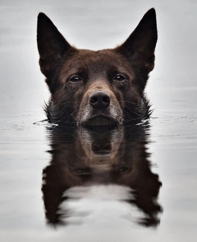 Келпи собака