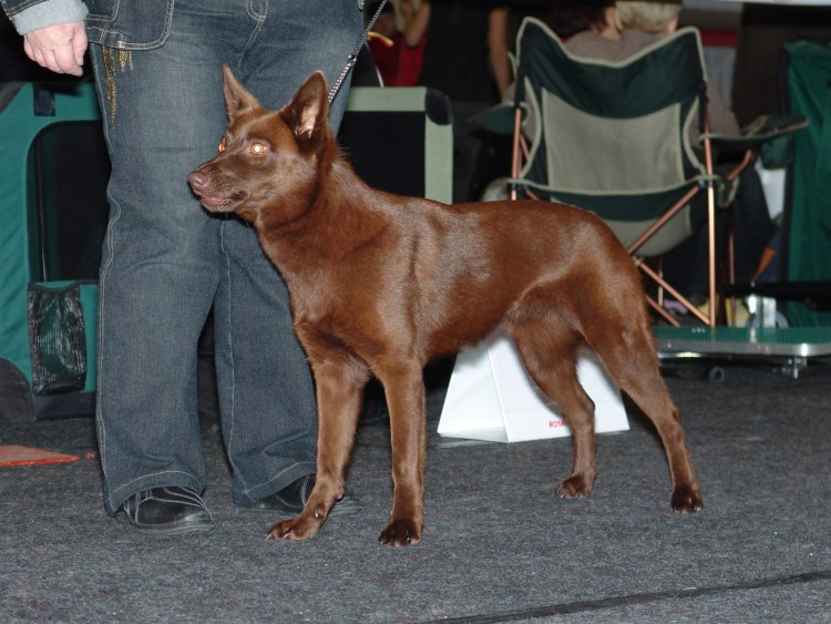 Австралийский келпи адопт ми
