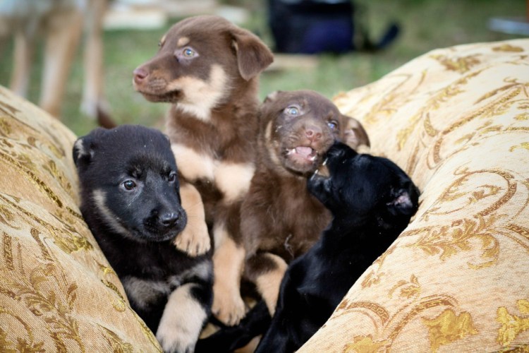 Австралийский Келли щенки