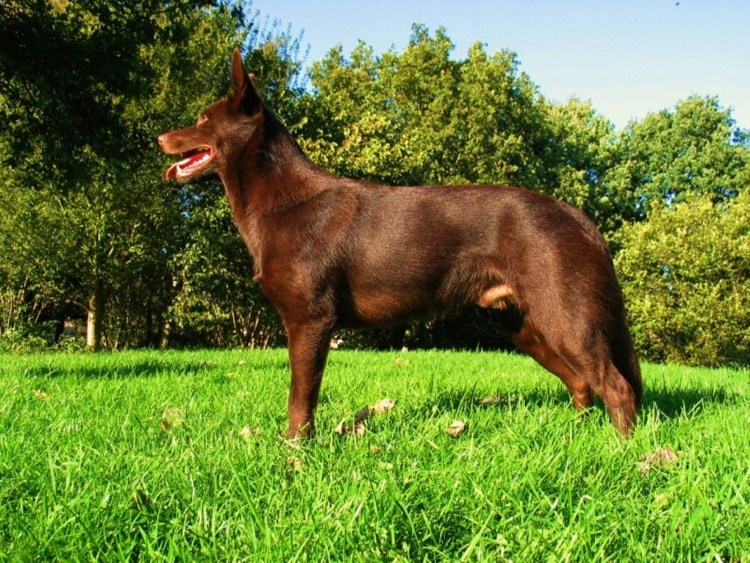 Колли австралийская келпи