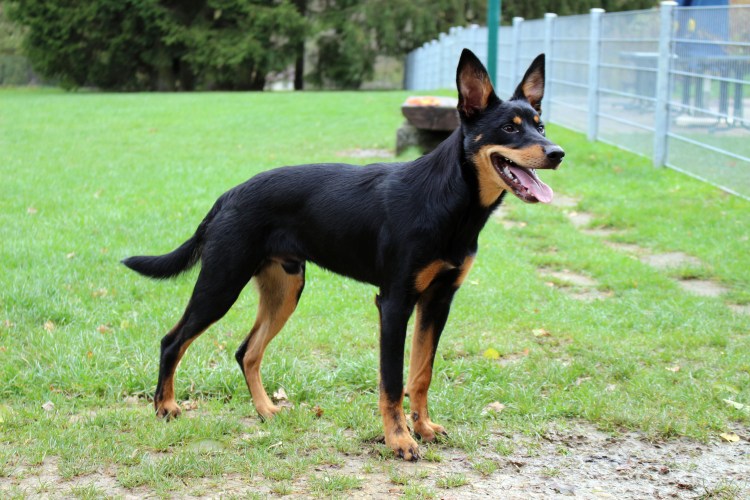 Австралийский келпи