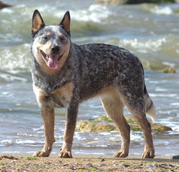 Kelpie Dog