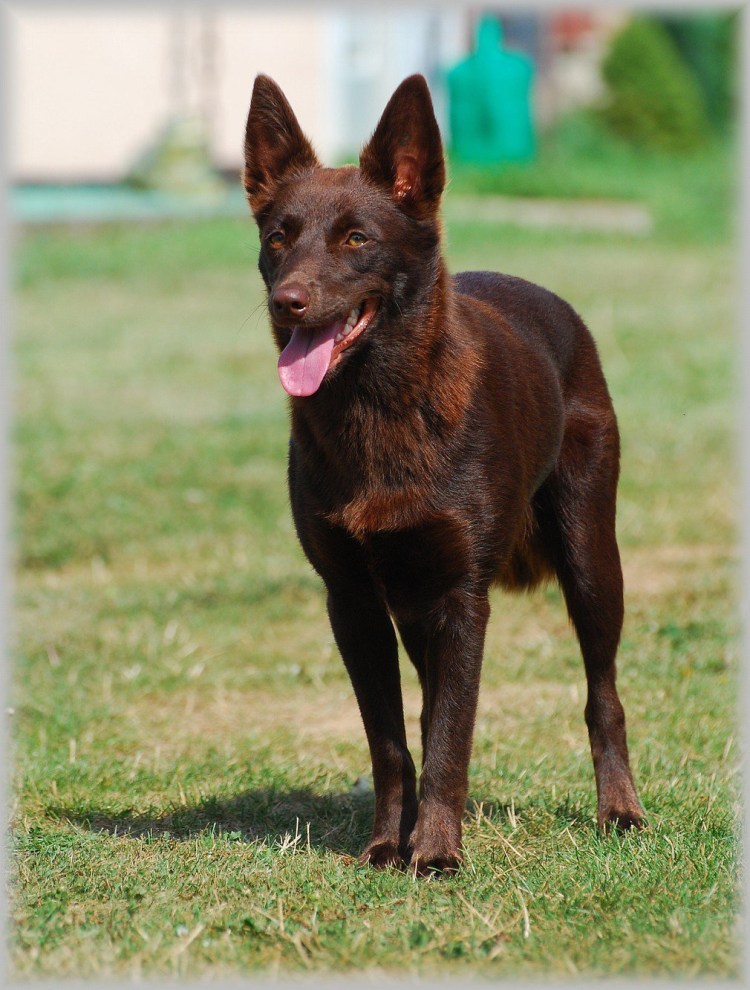 Австралийский келпи взрослый