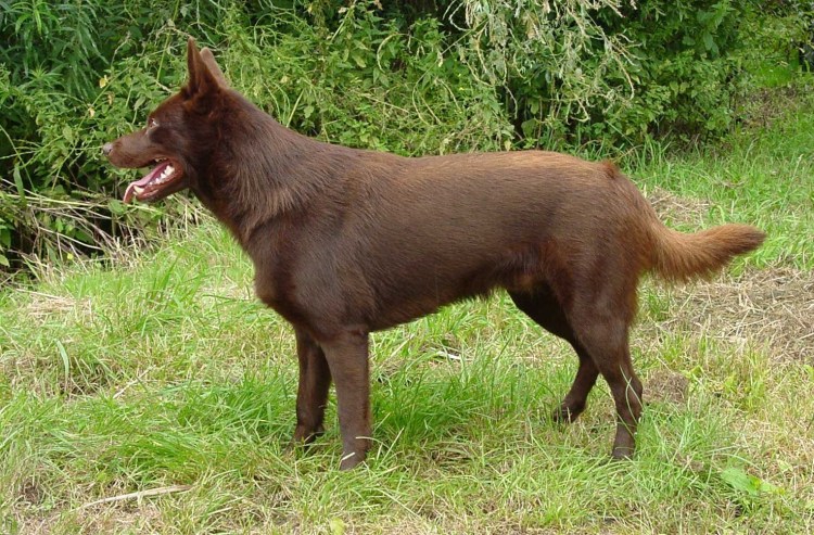 Келпи порода собак