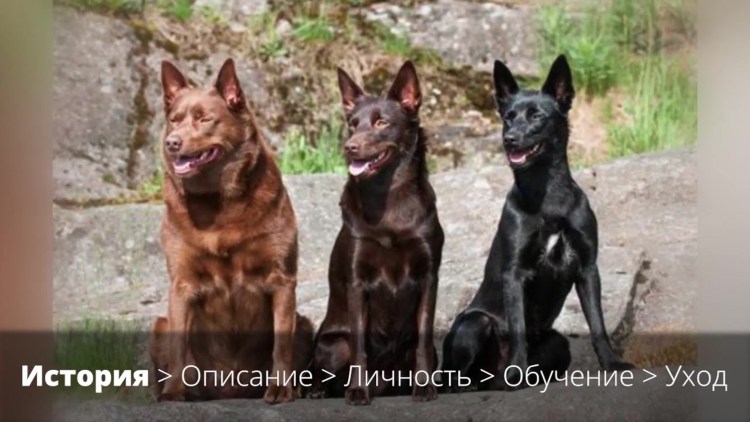 Австралийский келпи окрасы