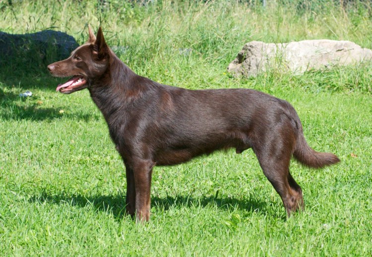 Келпи ФЦИ стандарт