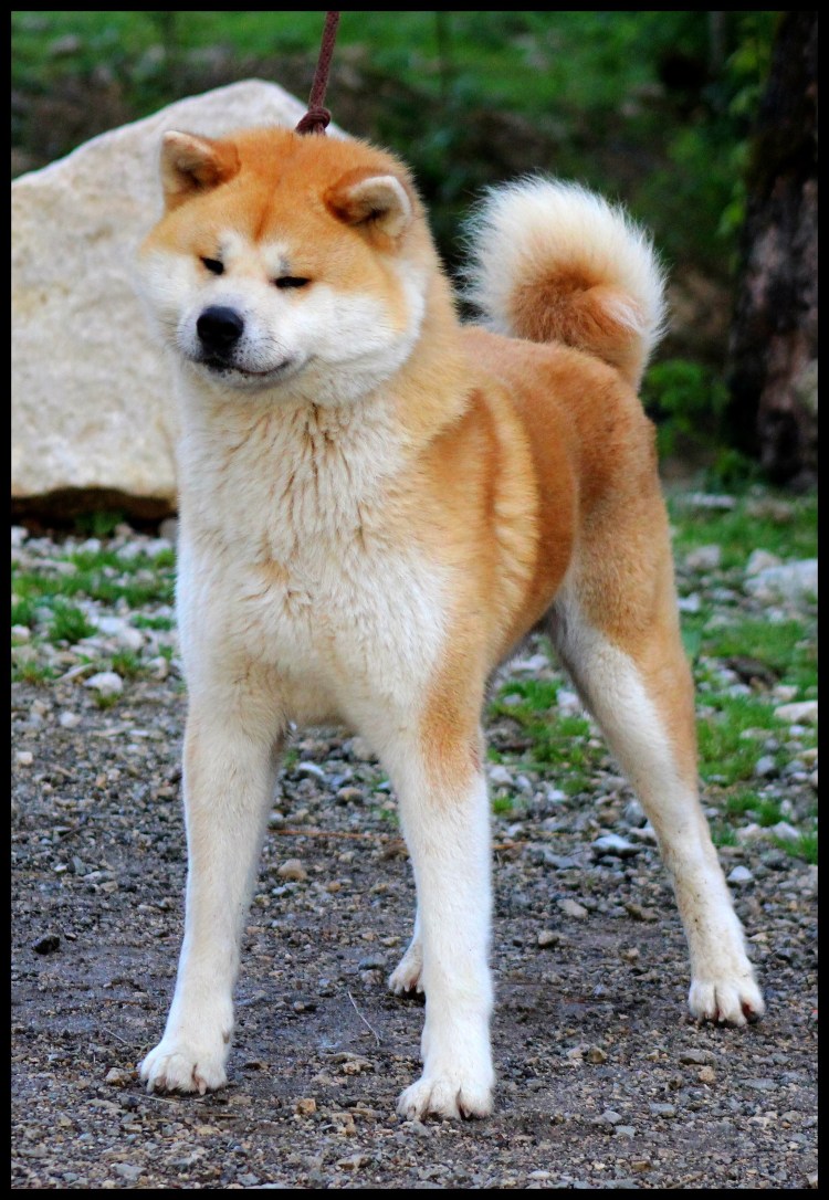Акита ину взрослая