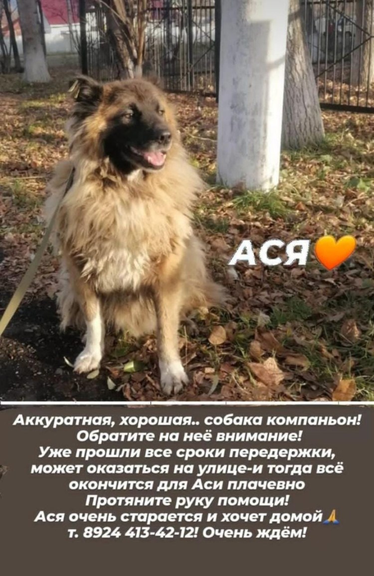 Собак с радиостанцией