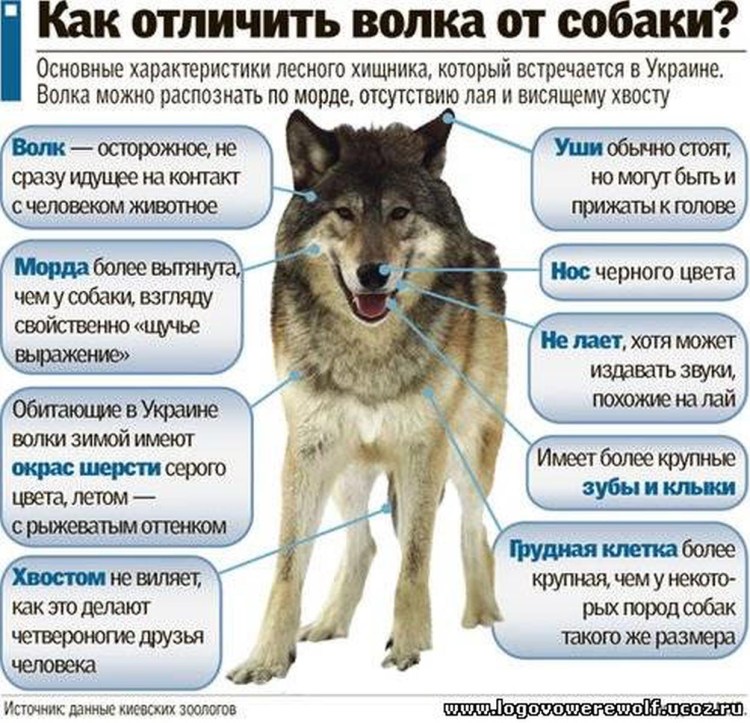 Кинологический центр ОДОН