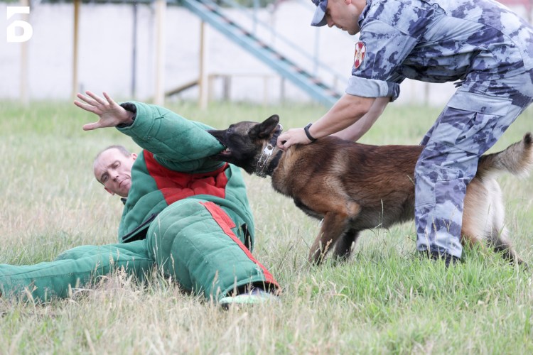 Группа b.l. g. собачками