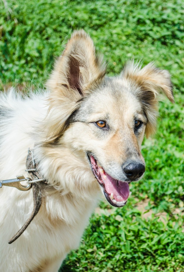 АСУ порода собак