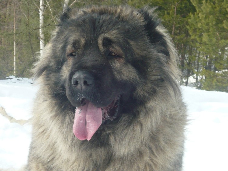 Амонг АС собачка питомец