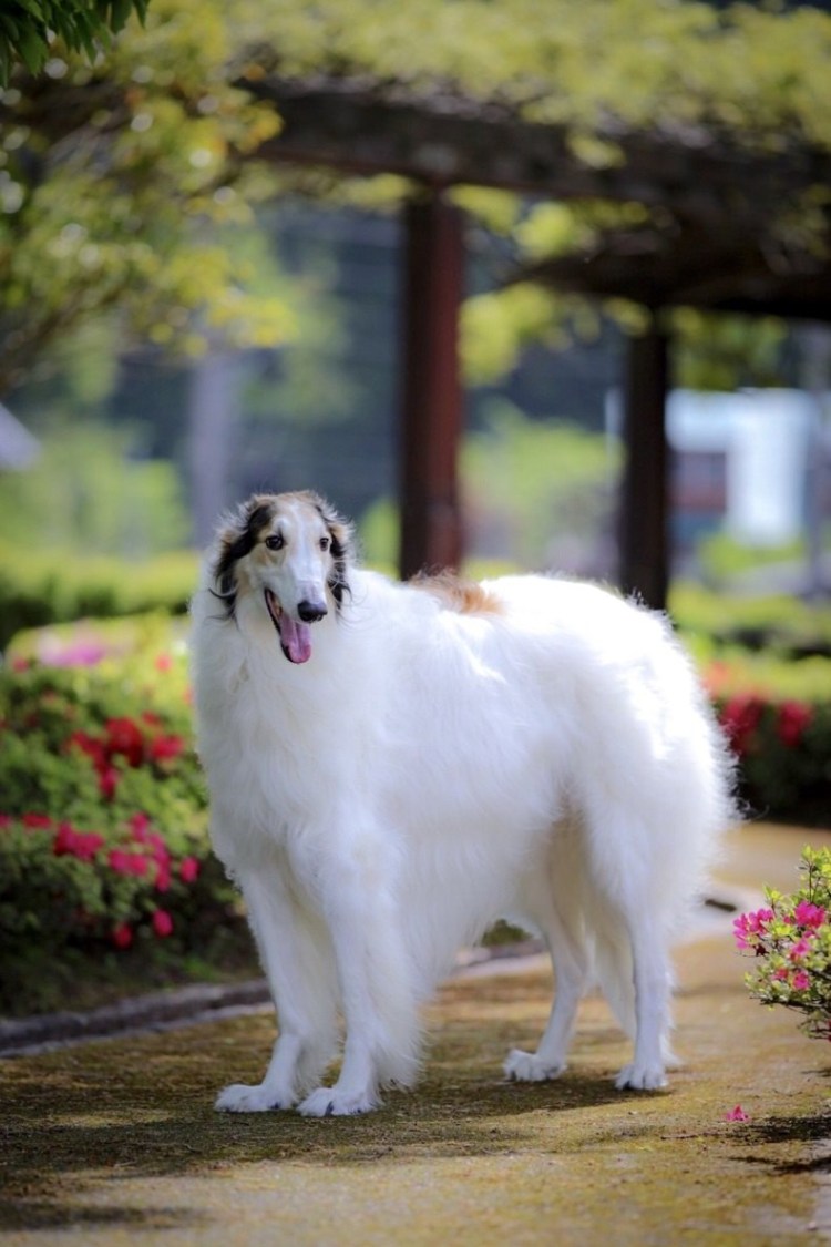 GTA 5 собака Чоп