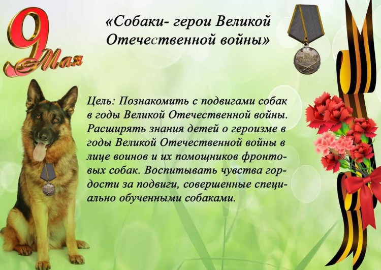 Тактический корги