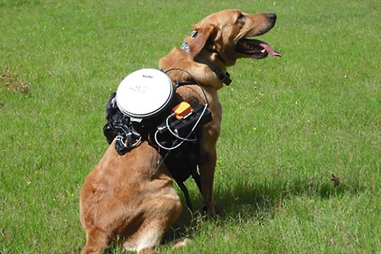 Раскраска амонг АС питомцы