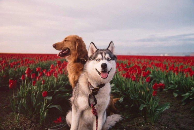 Немецкая овчарка пастух