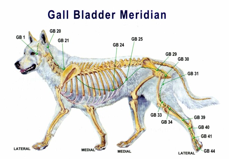 Классификации пород собак международной кинологической Федерации