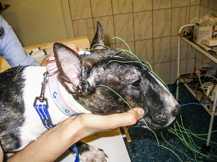 Собака лает