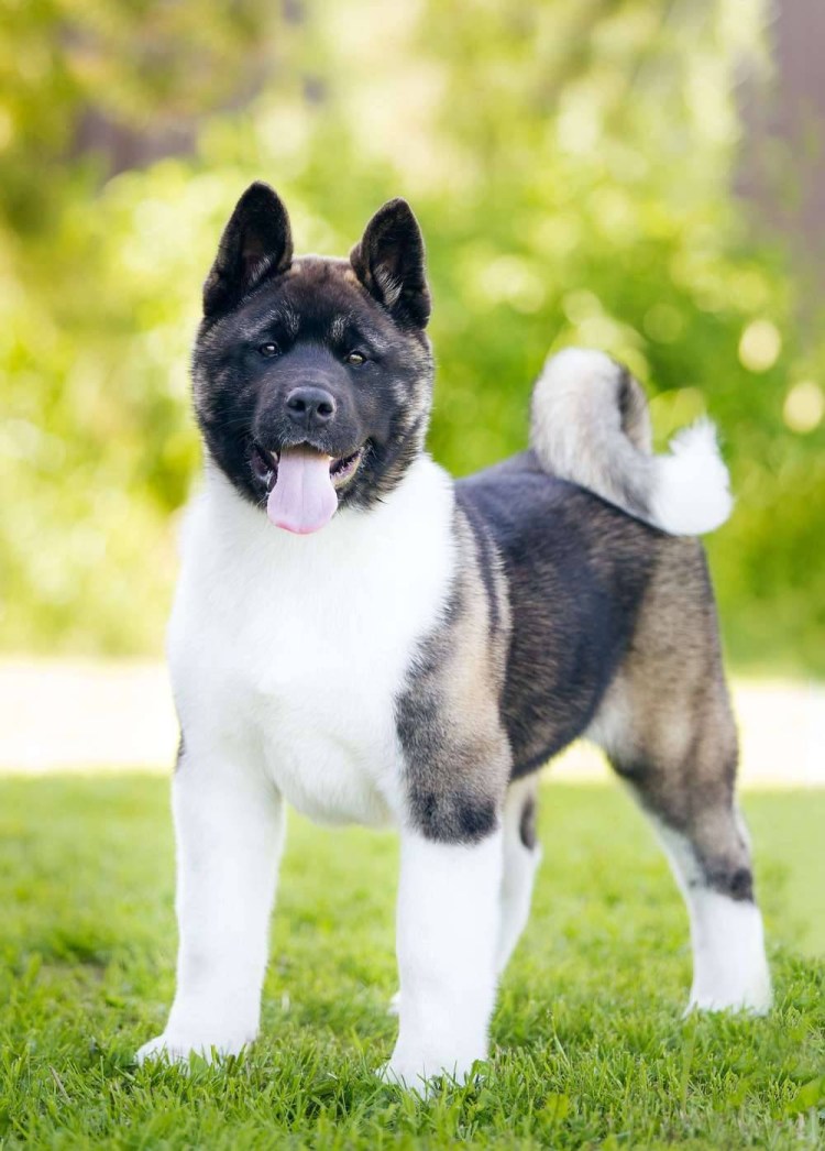 Американская Акита