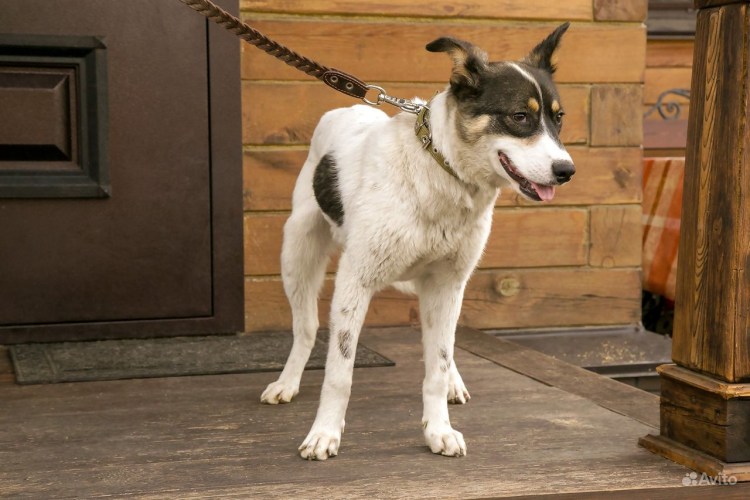 Степени ожирения у собак таблица по породам