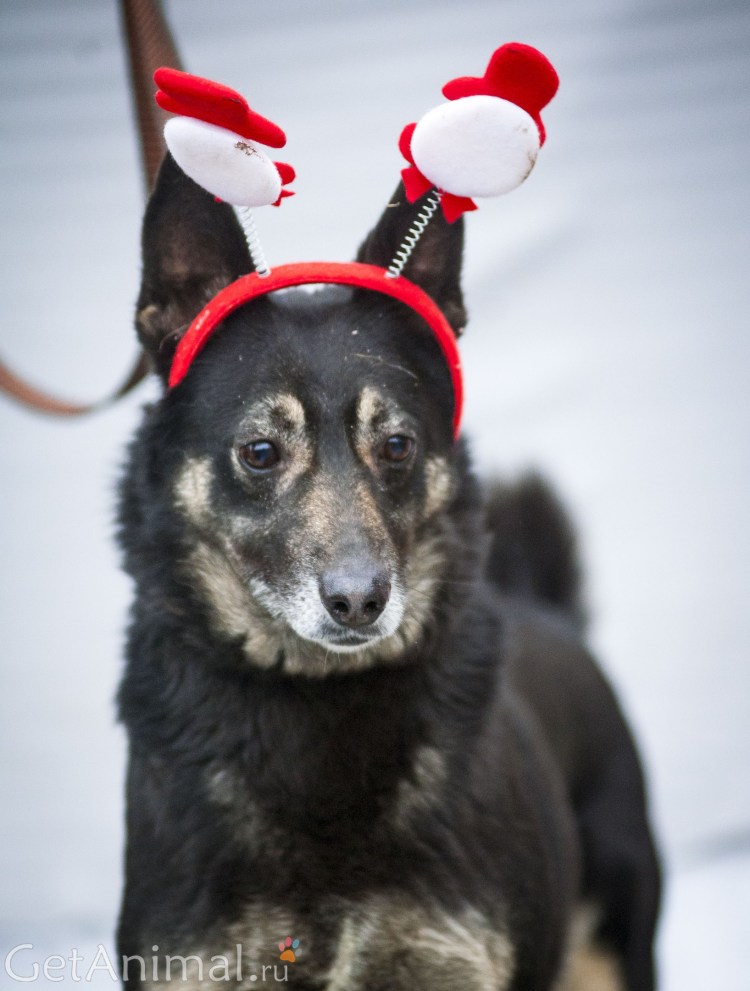 Великий из бродячих псов в виде псов