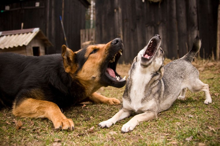 Акупунктура для собак