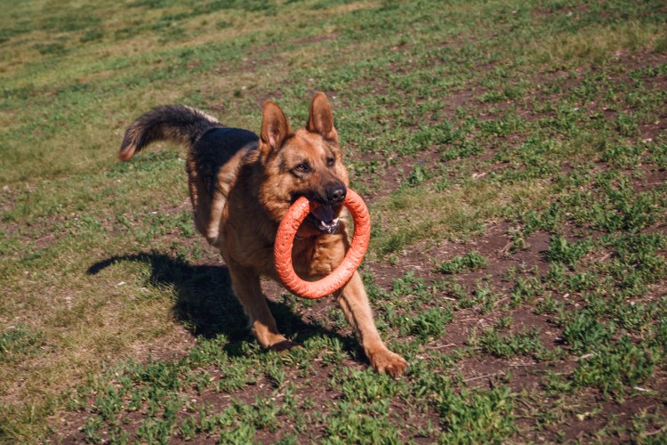 Стандарты породы собак ротвейлер