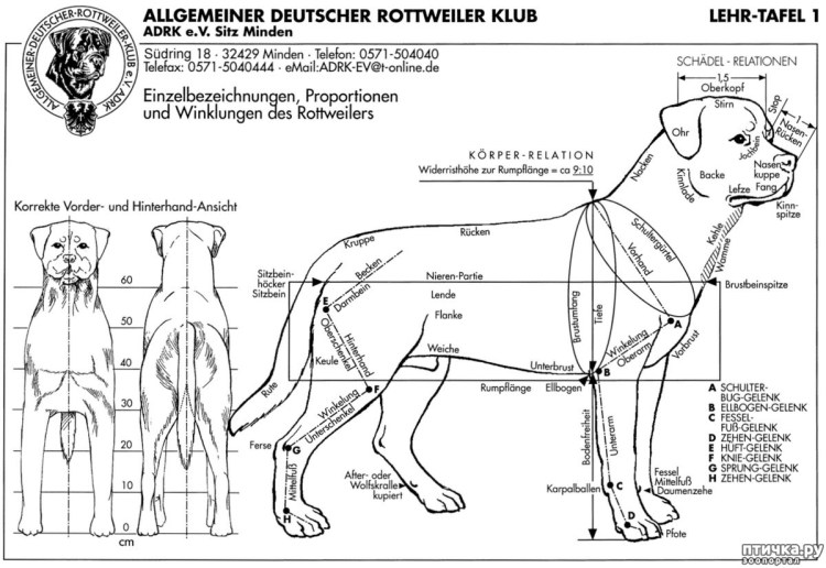 Русская борзая белая