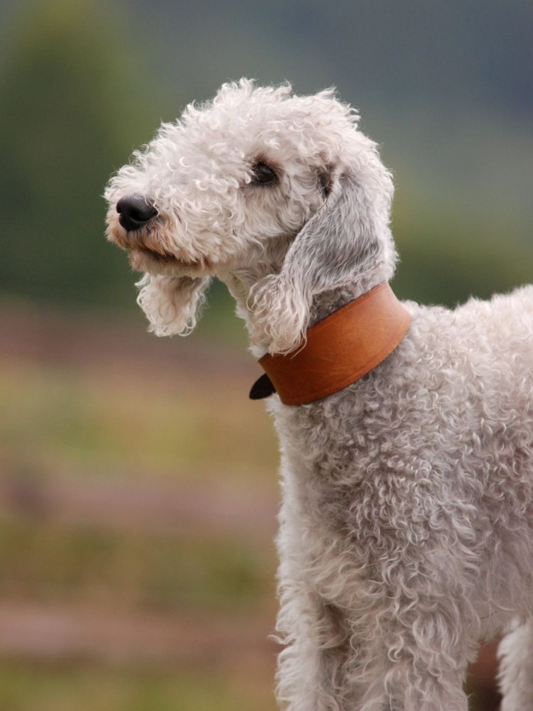 Порода Бедлингтон терьер