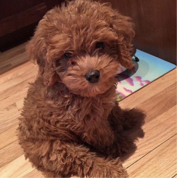 Тедди пудель мальтипу