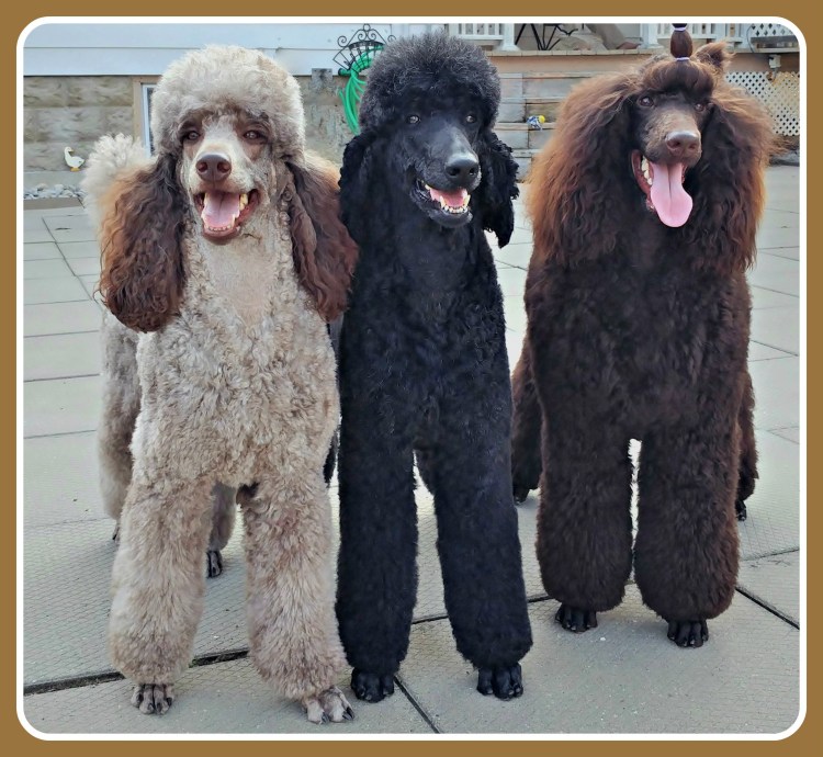 Китайский Королевский пудель