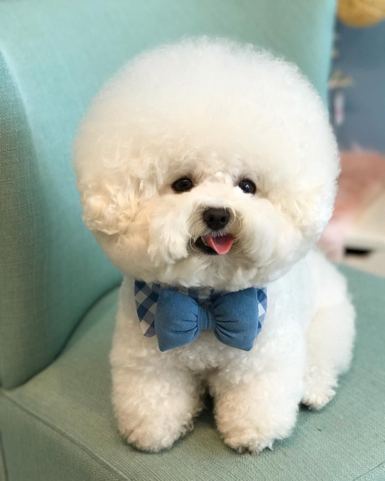 Собачка Бишон фризе