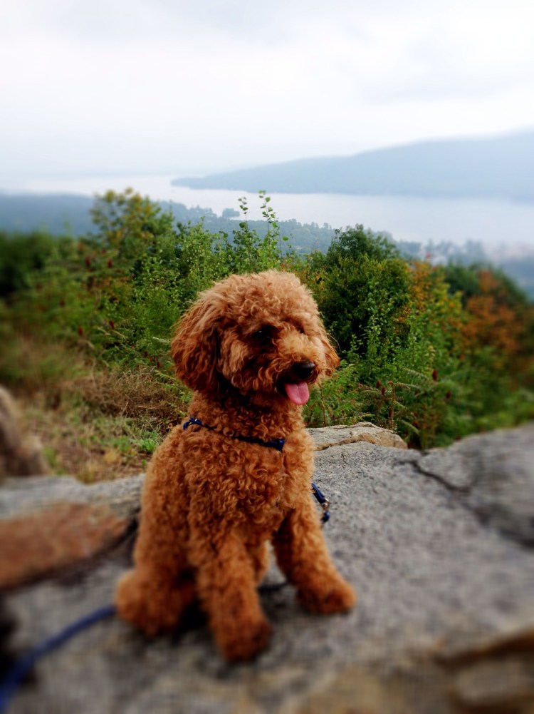 Карликовый пудель рыжий